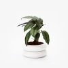 Chen Chen & Kai WilliamsShort Stacking Planter - White